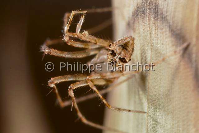 Mimetidae_8675.JPG - France, Indre (36), Araneae, Mimetidae, Araignée pirate (Ero tuberculata), abdomen, Pirate Spider